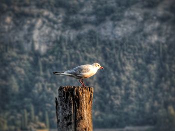 Seagull perching on wooden post