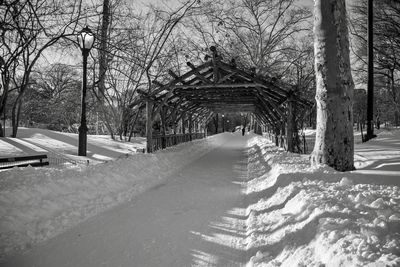 Snow covered trees in winter