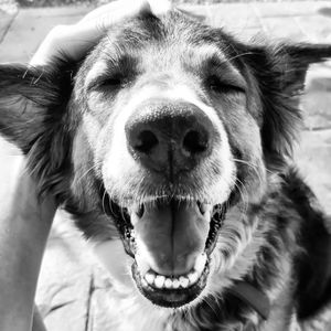 Close-up portrait of dog