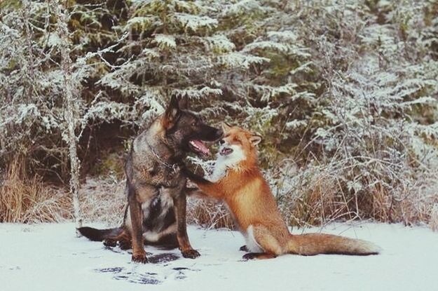 animal themes, mammal, domestic animals, one animal, snow, field, winter, cold temperature, pets, full length, standing, nature, looking at camera, season, two animals, landscape, dog, zoology, vertebrate, animal