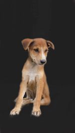 Portrait of puppy sitting against black background