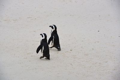 High angle view of two penguins on beach