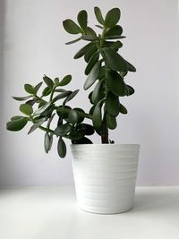 Close-up of potted plant on table at home