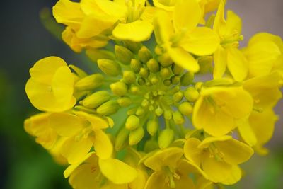 Close-up of yellow flower