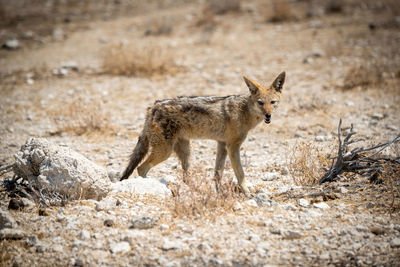 Black-backed jackal stands among rocks eyeing camera