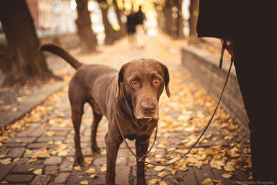 Portrait of dog standing on footpath