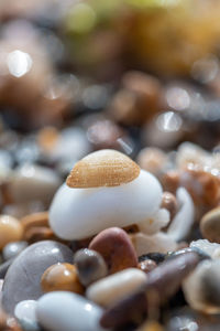 Close-up of seashells on mushrooms