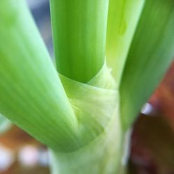 Close-up of succulent plant