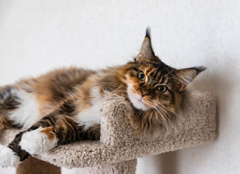 Charming maine coon cat looking at the camera on cat tree near the light wall scratching post.