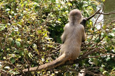 Monkey on tree