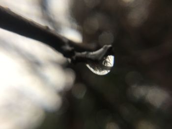 Close-up of water drop on branch