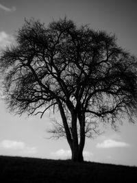 Low angle view of bare tree against sky