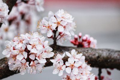 Macro photo of white flowers of blossominng cherry blossom or sakura tree with blooming petals.