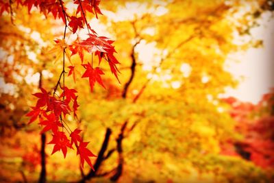 Close-up of maple tree during autumn