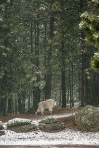 Mountain goat walking on field at forest