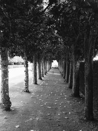 Footpath amidst trees