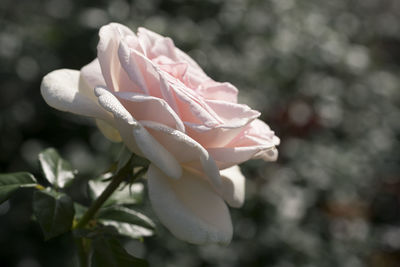 Close-up of pink rose flower