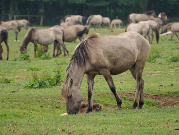 Wild horses in germany