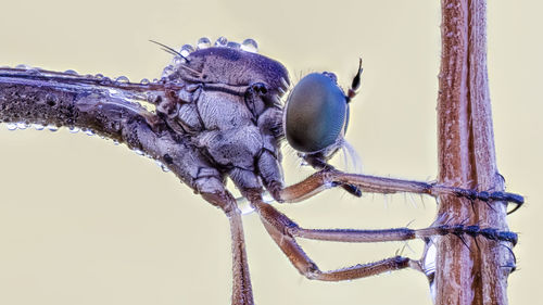 Close-up of insect on twig