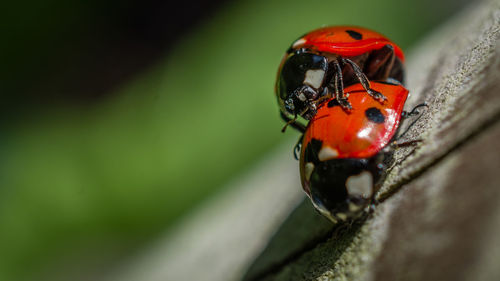 Close-up of ladybug on leaf