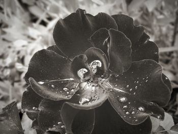 Close-up of wet rose blooming outdoors