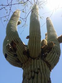 Low angle view of tree against clear sky