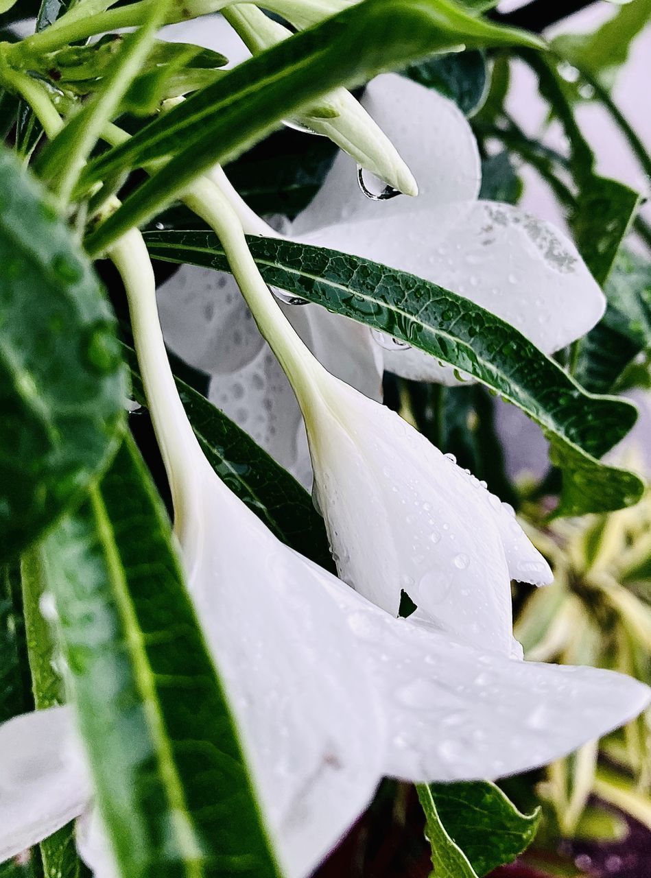 CLOSE-UP OF WET PLANT WITH RAIN DROPS ON LEAVES