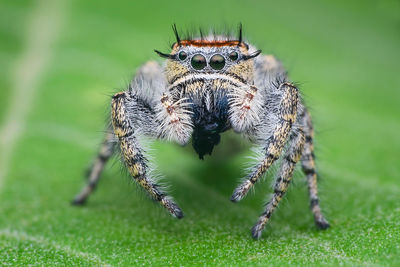 Close-up of spider