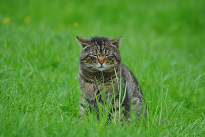 Tabby resting on grassy field