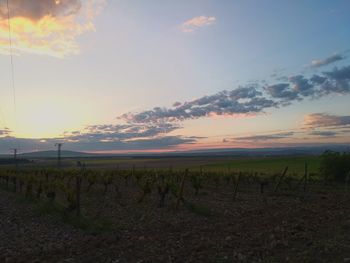 Scenic view of vineyard against sky during sunset