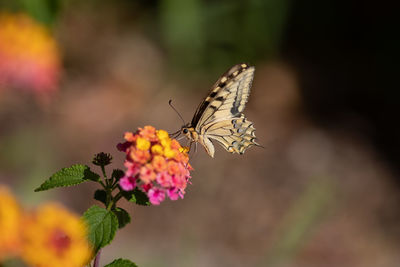 Close-up of butterfly pollinating on flower