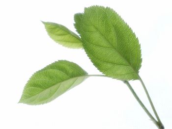 Close-up of leaves against white background