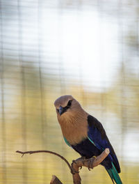 Blue-bellied roller called coracias cyanogaster is found in senegal to zaire and sudan