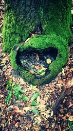 View of tree trunk in forest