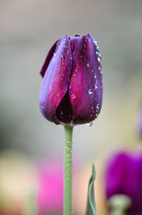 Close-up of wet pink tulip