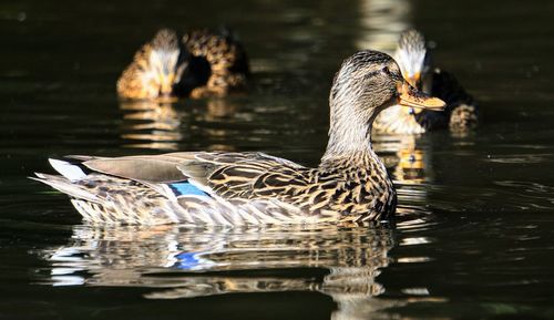 Duck swimming in lake