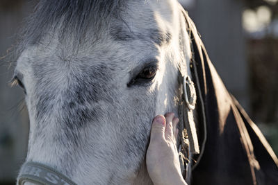 A girl's hand pats a horse standing in a pasture