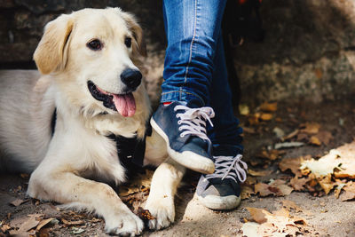 Dog looking at camera