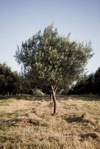 Tree on field against clear sky