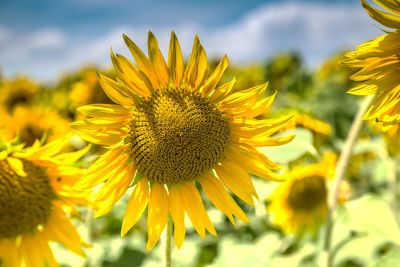 Close-up of sunflower