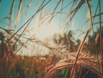 Close-up of stalks in field against sky