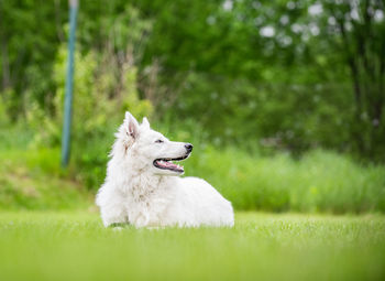 White dog looking away on land