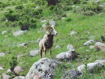 Sheep on field