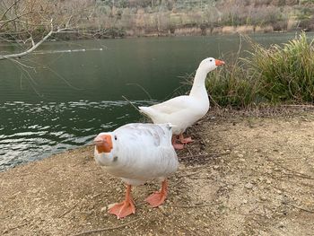 Duck on a lake