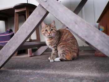 Cat sitting outdoors