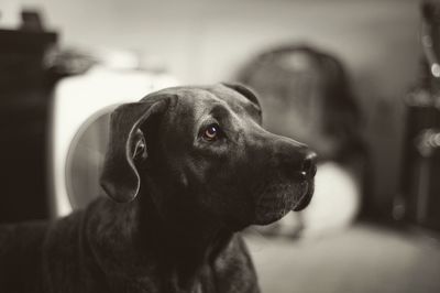 Close-up of dog at home