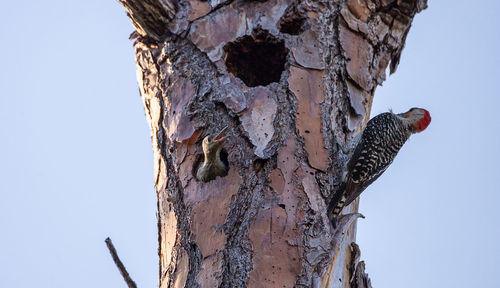 Low angle view of bird on tree trunk against clear sky