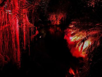 Illuminated trees in forest at night