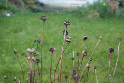 Close-up of flowering plants on field