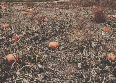 High angle view of plants